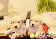 金毛狗狗吃什么狗粮好