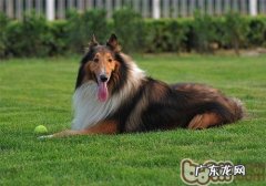 德牧犬打架斗殴的真实原因是什么