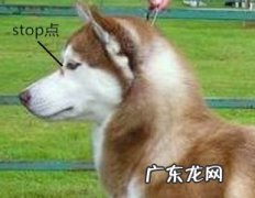 怎么知道金毛非纯种是否