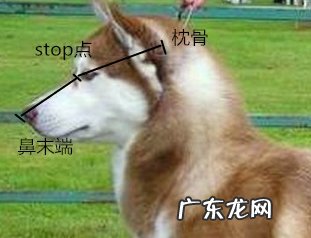 怎么知道金毛非纯种是否