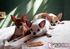 小狗四肢无力的缘故