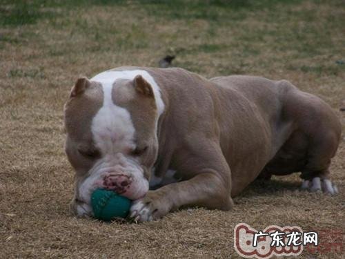 比特犬的喂养关键点