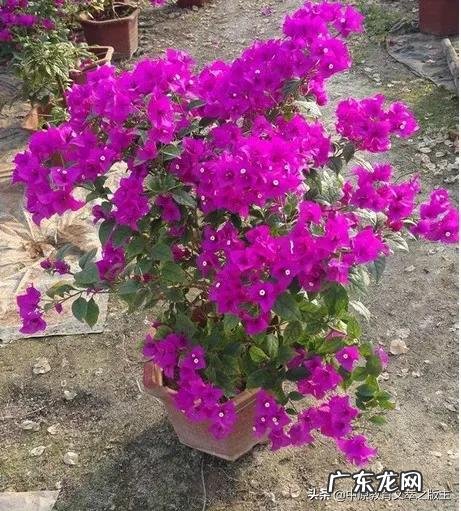 郭德纲说劝你大度的人 郭德纲老师在节目中总劝徒弟不要膨胀，那么郭老师本人膨胀过吗？郭德纲 我最烦劝我大度