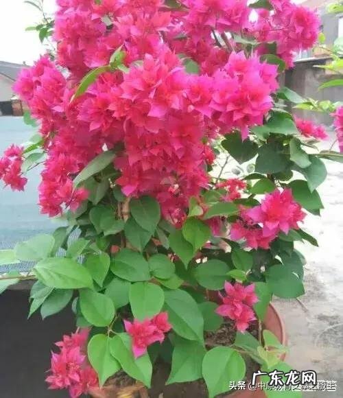 郭德纲说劝你大度的人 郭德纲老师在节目中总劝徒弟不要膨胀，那么郭老师本人膨胀过吗？郭德纲 我最烦劝我大度