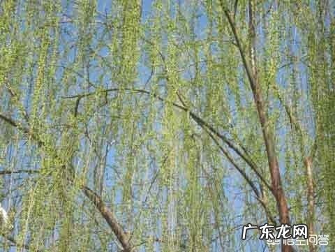 人在负债累累的时候该怎么做 如果你变得一无所有,甚至负债累累,你会做什么?如果负债累累该怎么做