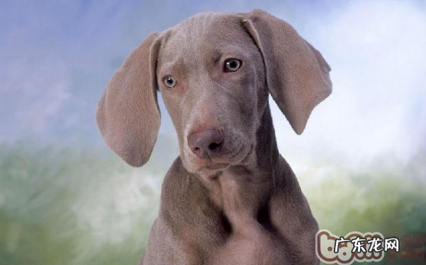 犬粮的归类及主要用途详细介绍