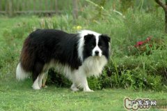 边境牧羊犬白屑增加的根本原因