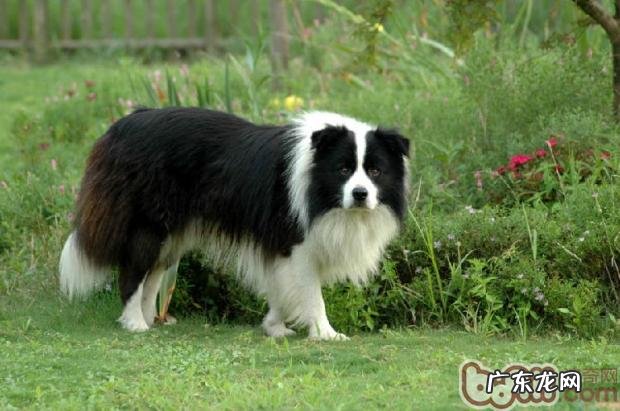 边境牧羊犬白屑增加的根本原因