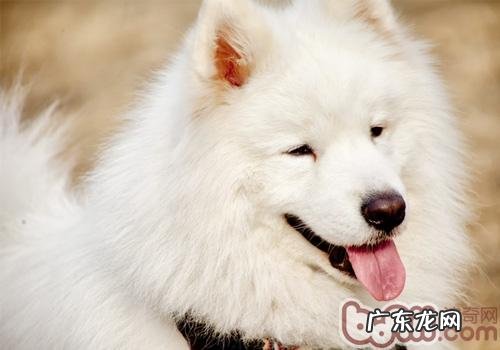 萨摩耶换牙齿期内保养事宜