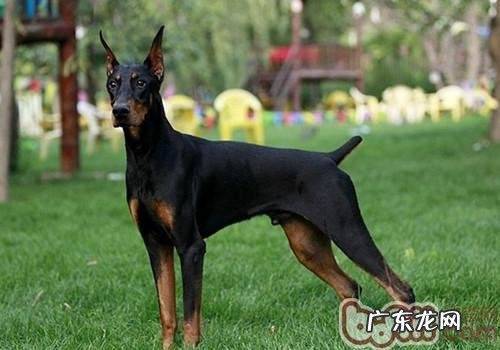 杜宾犬家中饲养手册