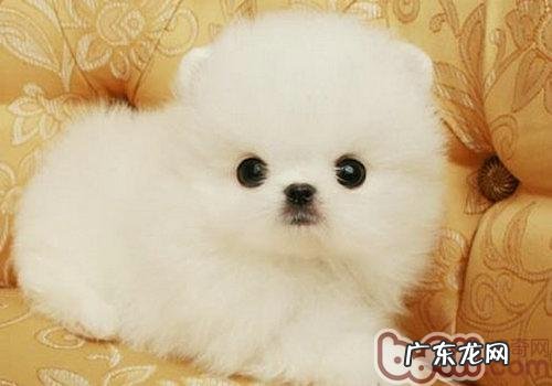 如何给小狗洗耳