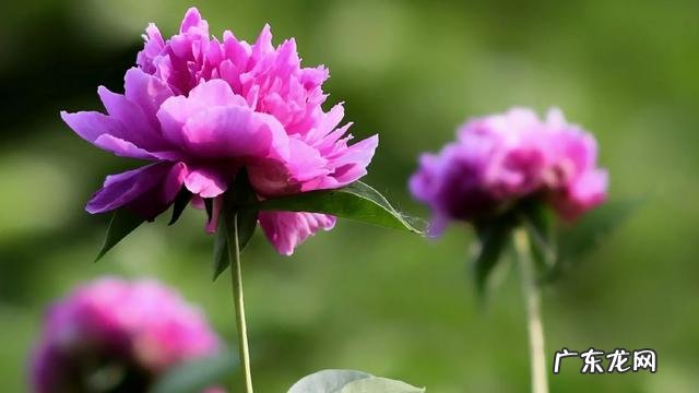 自媒体真实收入 除了头条,中国有哪些自媒体平台收入可观呢?趣头条发文章收入怎样