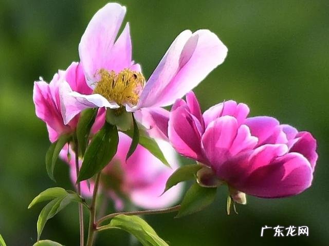 自媒体真实收入 除了头条,中国有哪些自媒体平台收入可观呢?趣头条发文章收入怎样