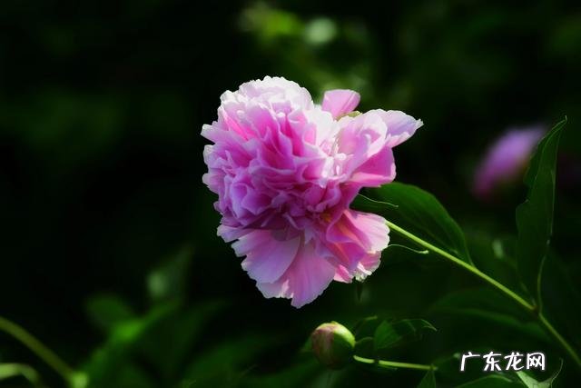 自媒体真实收入 除了头条,中国有哪些自媒体平台收入可观呢?趣头条发文章收入怎样