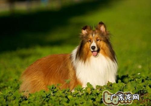 喜乐蒂如何折耳