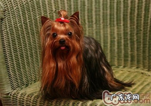 小狗头发枯燥乏味该怎么办