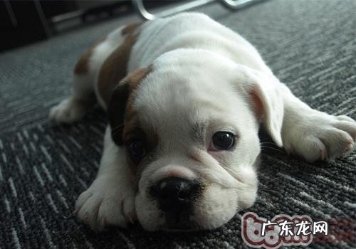 小狗滴耳油如何使用