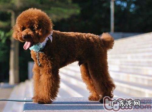 普遍对非纯种犬的三大错误观念