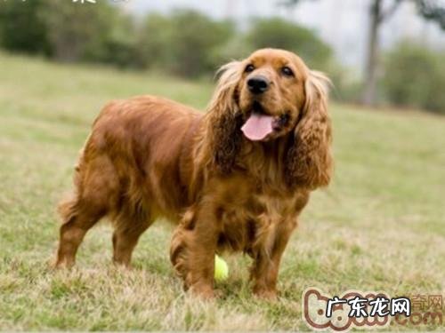 怎么知道小狗脆化病症