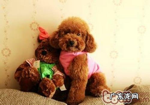 如何融洽原住犬和新入犬的关联