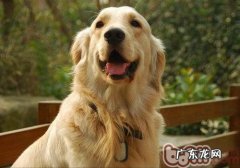 研究小狗头发掉色的缘故