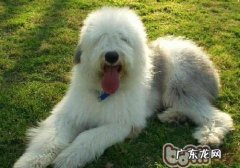 如何给古牧幼狗冼澡