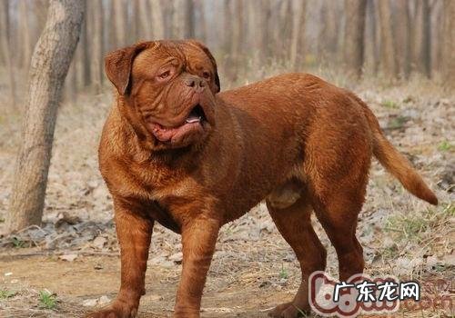 波尔多犬详细介绍
