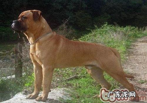 斗牛獒犬介绍