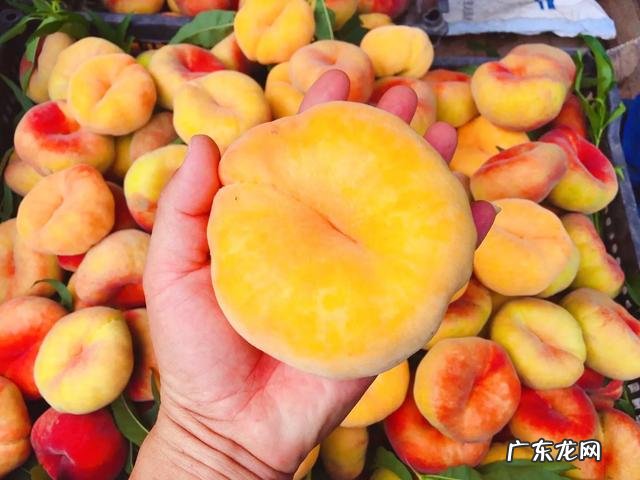 当前发展什么品种果树最赚钱?