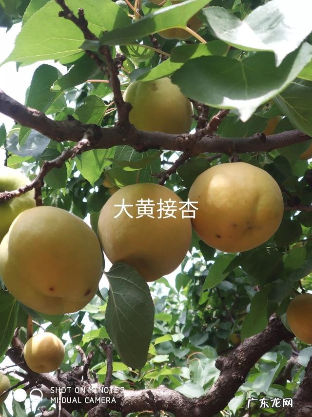 当前发展什么品种果树最赚钱?