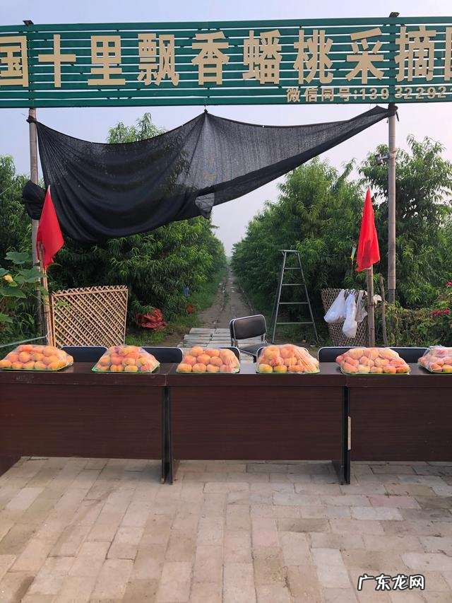 当前发展什么品种果树最赚钱?