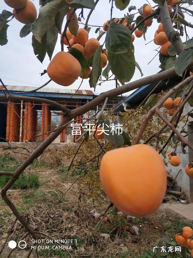 当前发展什么品种果树最赚钱?