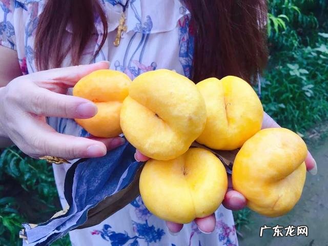 当前发展什么品种果树最赚钱?