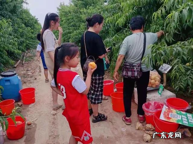 当前发展什么品种果树最赚钱?