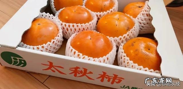 南方种植什么水果比较赚钱呢？