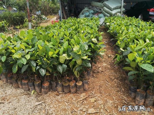 南方种植什么水果比较赚钱呢?