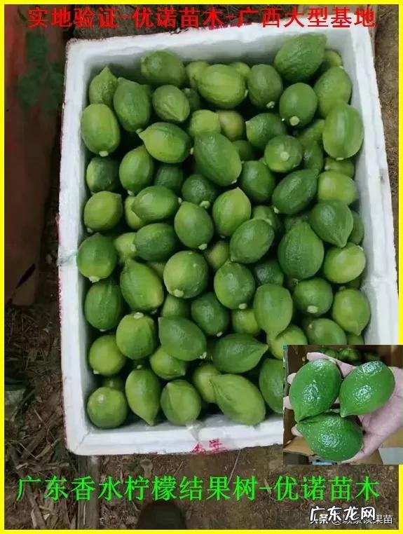 南方种植什么水果比较赚钱呢?