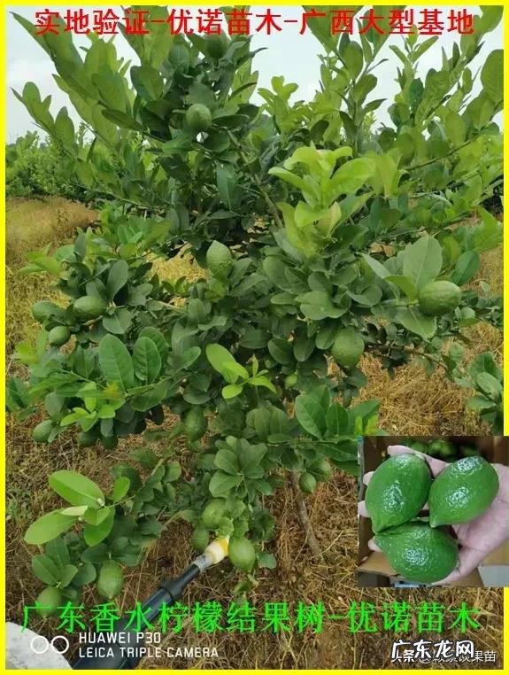 南方种植什么水果比较赚钱呢?