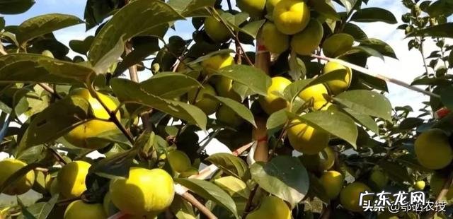 南方种植什么水果比较赚钱呢？