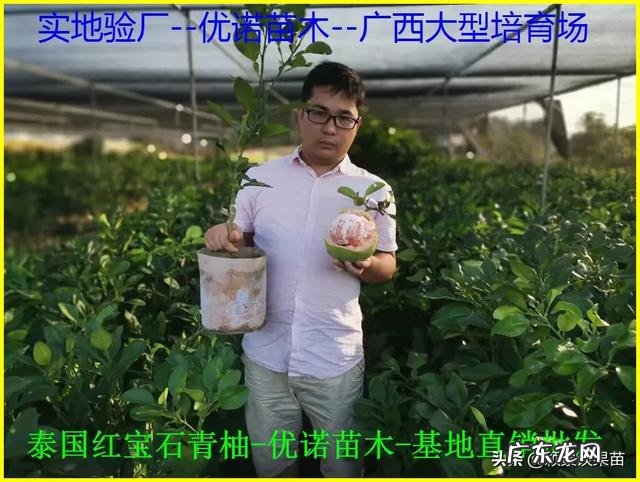 南方种植什么水果比较赚钱呢?