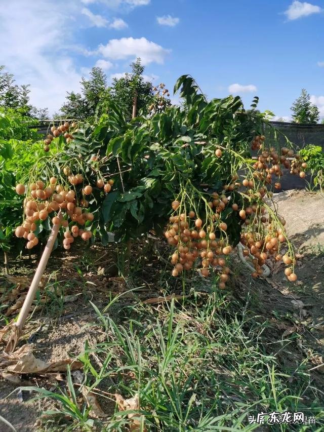 南方种植什么水果比较赚钱呢?
