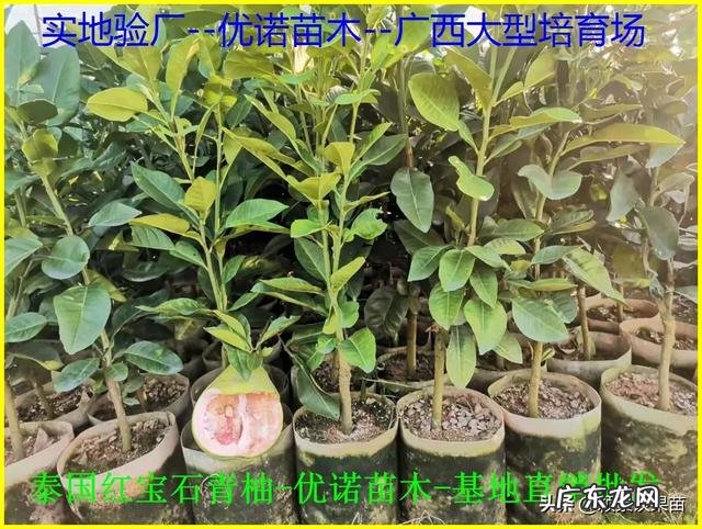 南方种植什么水果比较赚钱呢?