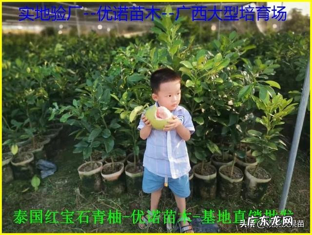南方种植什么水果比较赚钱呢?