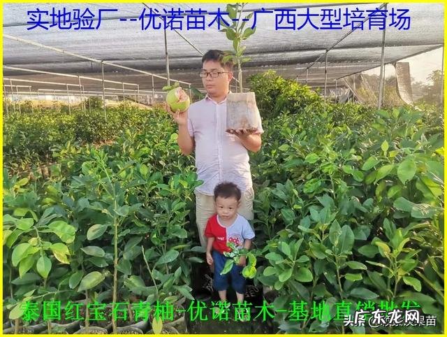 南方种植什么水果比较赚钱呢?