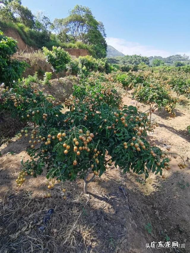 南方种植什么水果比较赚钱呢?
