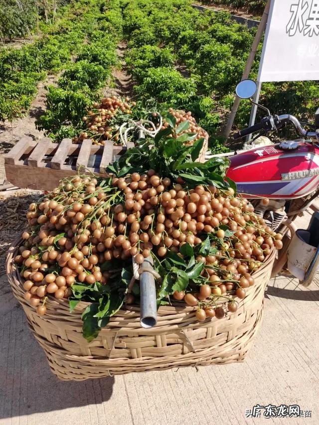 南方种植什么水果比较赚钱呢?