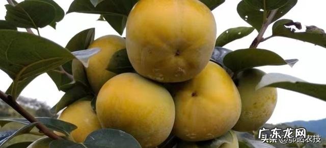 南方种植什么水果比较赚钱呢？