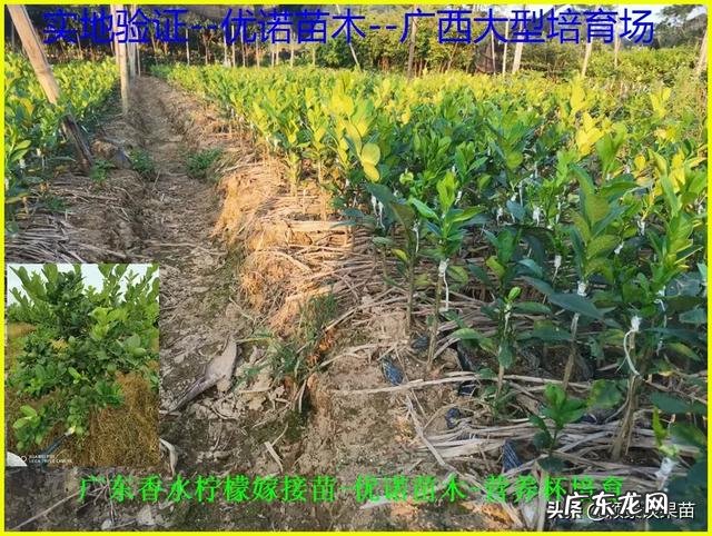 南方种植什么水果比较赚钱呢?