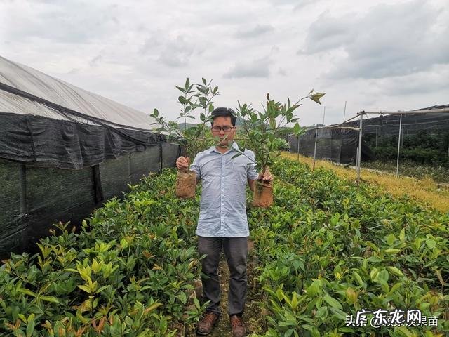 南方种植什么水果比较赚钱呢?