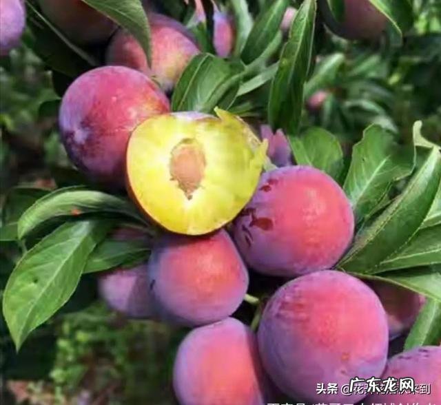 种什么果树收益快?